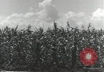 Immagine di Soldati statunitensi Guadalcanal nelle Isole Salomone, 1944, secondo 30 filmato di repertorio 65675074689