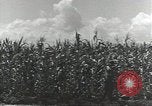 Immagine di Soldati statunitensi Guadalcanal nelle Isole Salomone, 1944, secondo 31 filmato di repertorio 65675074689