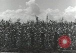 Immagine di Soldati statunitensi Guadalcanal nelle Isole Salomone, 1944, secondo 32 filmato di repertorio 65675074689