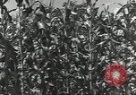 Immagine di Soldati statunitensi Guadalcanal nelle Isole Salomone, 1944, secondo 42 filmato di repertorio 65675074689