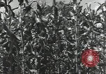 Immagine di Soldati statunitensi Guadalcanal nelle Isole Salomone, 1944, secondo 43 filmato di repertorio 65675074689