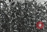 Immagine di Soldati statunitensi Guadalcanal nelle Isole Salomone, 1944, secondo 44 filmato di repertorio 65675074689