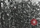 Immagine di Soldati statunitensi Guadalcanal nelle Isole Salomone, 1944, secondo 45 filmato di repertorio 65675074689