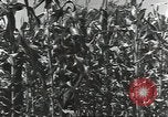 Immagine di Soldati statunitensi Guadalcanal nelle Isole Salomone, 1944, secondo 46 filmato di repertorio 65675074689