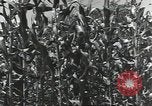 Immagine di Soldati statunitensi Guadalcanal nelle Isole Salomone, 1944, secondo 48 filmato di repertorio 65675074689