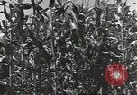 Immagine di Soldati statunitensi Guadalcanal nelle Isole Salomone, 1944, secondo 49 filmato di repertorio 65675074689