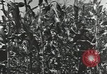Immagine di Soldati statunitensi Guadalcanal nelle Isole Salomone, 1944, secondo 50 filmato di repertorio 65675074689