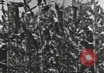 Immagine di Soldati statunitensi Guadalcanal nelle Isole Salomone, 1944, secondo 51 filmato di repertorio 65675074689