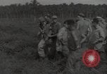 Image wrecked F4F Wildcat fighter Guadalcanal Îles Salomon, 1943, de la seconde 4 séquences d'archives historiques vidéo 65675074693