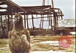 Immagine di Piloti statunitensi di essere soccorsi in mare da parte di velivoli costruttiva PBY Isola di Midway, 1942, secondo 8 filmato di repertorio 65675074722