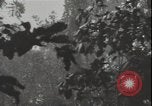 Image of United States army quonset hut Guadalcanal Solomon Islands, 1942, second 11 stock footage video 65675074731