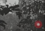 Image of United States army quonset hut Guadalcanal Solomon Islands, 1942, second 12 stock footage video 65675074731