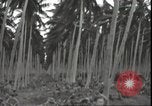 Image of U.S. Marines in Pacific Theater in World War II Guadalcanal Solomon Islands, 1942, second 61 stock footage video 65675074834