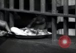 Immagine di Negro prigionieri Greenville Georgia USA, 1938, secondo 58 filmato di repertorio 65675074856