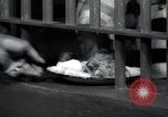 Immagine di Negro prigionieri Greenville Georgia USA, 1938, secondo 60 filmato di repertorio 65675074856