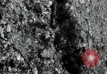 Image of Marines Peleliu Palau Islands, 1944, second 29 stock footage video 65675074874