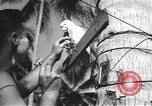 Immagine di Soldati statunitensi Guadalcanal nelle Isole Salomone, 1944, secondo 40 filmato di repertorio 65675074987