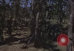 Immagine di Soldati statunitensi Il Vietnam, 1965, secondo 12 filmato di repertorio 65675075041