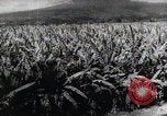 Standbild Philippinische Arbeiter ernten manila Hanf mit Kuttern auf langen Stangen Davao Philippinen, 1943, aus Sekunde 29 historischem Filmmaterial Videoclip 65675075126