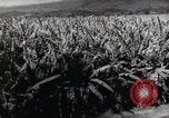 Standbild Philippinische Arbeiter ernten manila Hanf mit Kuttern auf langen Stangen Davao Philippinen, 1943, aus Sekunde 30 historischem Filmmaterial Videoclip 65675075126