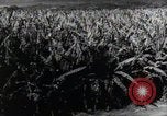 Standbild Philippinische Arbeiter ernten manila Hanf mit Kuttern auf langen Stangen Davao Philippinen, 1943, aus Sekunde 31 historischem Filmmaterial Videoclip 65675075126