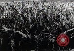 Standbild Philippinische Arbeiter ernten manila Hanf mit Kuttern auf langen Stangen Davao Philippinen, 1943, aus Sekunde 35 historischem Filmmaterial Videoclip 65675075126