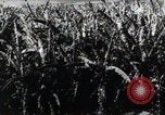 Standbild Philippinische Arbeiter ernten manila Hanf mit Kuttern auf langen Stangen Davao Philippinen, 1943, aus Sekunde 39 historischem Filmmaterial Videoclip 65675075126