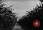 Standbild Philippinische Arbeiter ernten manila Hanf mit Kuttern auf langen Stangen Davao Philippinen, 1943, aus Sekunde 40 historischem Filmmaterial Videoclip 65675075126