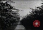 Standbild Philippinische Arbeiter ernten manila Hanf mit Kuttern auf langen Stangen Davao Philippinen, 1943, aus Sekunde 41 historischem Filmmaterial Videoclip 65675075126
