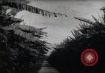 Standbild Philippinische Arbeiter ernten manila Hanf mit Kuttern auf langen Stangen Davao Philippinen, 1943, aus Sekunde 42 historischem Filmmaterial Videoclip 65675075126