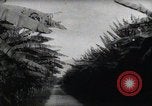 Standbild Philippinische Arbeiter ernten manila Hanf mit Kuttern auf langen Stangen Davao Philippinen, 1943, aus Sekunde 43 historischem Filmmaterial Videoclip 65675075126