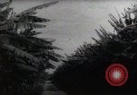Standbild Philippinische Arbeiter ernten manila Hanf mit Kuttern auf langen Stangen Davao Philippinen, 1943, aus Sekunde 44 historischem Filmmaterial Videoclip 65675075126