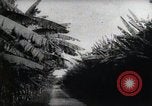 Standbild Philippinische Arbeiter ernten manila Hanf mit Kuttern auf langen Stangen Davao Philippinen, 1943, aus Sekunde 45 historischem Filmmaterial Videoclip 65675075126