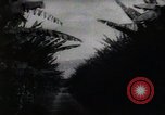 Standbild Philippinische Arbeiter ernten manila Hanf mit Kuttern auf langen Stangen Davao Philippinen, 1943, aus Sekunde 49 historischem Filmmaterial Videoclip 65675075126