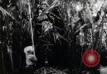 Standbild Philippinische Arbeiter ernten manila Hanf mit Kuttern auf langen Stangen Davao Philippinen, 1943, aus Sekunde 54 historischem Filmmaterial Videoclip 65675075126