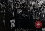 Standbild Philippinische Arbeiter ernten manila Hanf mit Kuttern auf langen Stangen Davao Philippinen, 1943, aus Sekunde 55 historischem Filmmaterial Videoclip 65675075126