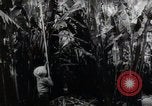 Standbild Philippinische Arbeiter ernten manila Hanf mit Kuttern auf langen Stangen Davao Philippinen, 1943, aus Sekunde 56 historischem Filmmaterial Videoclip 65675075126