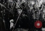Standbild Philippinische Arbeiter ernten manila Hanf mit Kuttern auf langen Stangen Davao Philippinen, 1943, aus Sekunde 57 historischem Filmmaterial Videoclip 65675075126