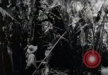 Standbild Philippinische Arbeiter ernten manila Hanf mit Kuttern auf langen Stangen Davao Philippinen, 1943, aus Sekunde 58 historischem Filmmaterial Videoclip 65675075126