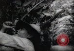 Standbild Philippinische Arbeiter ernten manila Hanf mit Kuttern auf langen Stangen Davao Philippinen, 1943, aus Sekunde 61 historischem Filmmaterial Videoclip 65675075126