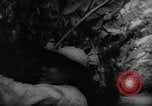 Standbild Philippinische Arbeiter ernten manila Hanf mit Kuttern auf langen Stangen Davao Philippinen, 1943, aus Sekunde 62 historischem Filmmaterial Videoclip 65675075126