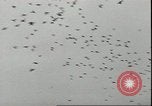 Immagine di Il cancelliere Adolf Hitler Berlino Germania, 1936, secondo 32 filmato di repertorio 65675075156