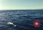 Image of United States personnel Palomares Spain, 1966, second 40 stock footage video 65675075205