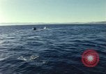 Image of United States personnel Palomares Spain, 1966, second 41 stock footage video 65675075205