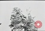 Standbild deutsche Panzer Ostfront europäischen Theater, 1941, aus Sekunde 48 historischem Filmmaterial Videoclip 65675075210