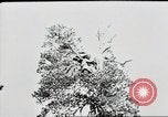 Standbild deutsche Panzer Ostfront europäischen Theater, 1941, aus Sekunde 51 historischem Filmmaterial Videoclip 65675075210