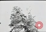 Standbild deutsche Panzer Ostfront europäischen Theater, 1941, aus Sekunde 55 historischem Filmmaterial Videoclip 65675075210