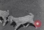Image of Native American Indian children work and play United States USA, 1933, second 36 stock footage video 65675075296