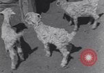 Image of Native American Indian children work and play United States USA, 1933, second 39 stock footage video 65675075296
