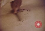 Image of blood stained clothing United States USA, 1969, second 17 stock footage video 65675075429